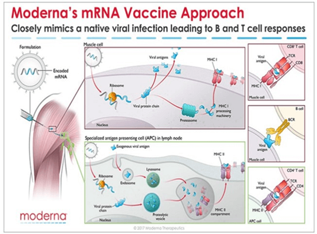 החיסון של מודרנה - mRNA